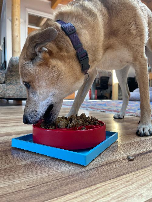 Hold 'em Suction Cup Holder for Dog Bowls & Lick Mats | USA Made