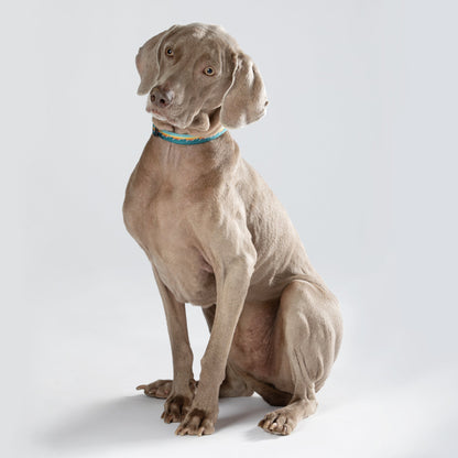 Classic Dog Collar 1''