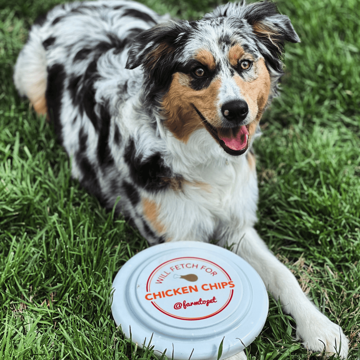 Will Fetch for Chicken Chips Dog Frisbee | Fun Toy for Dogs and Humans