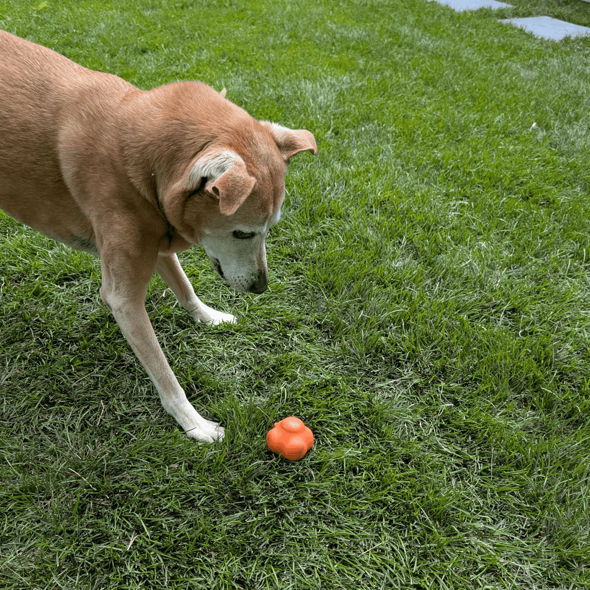 Dog Fetch Balls