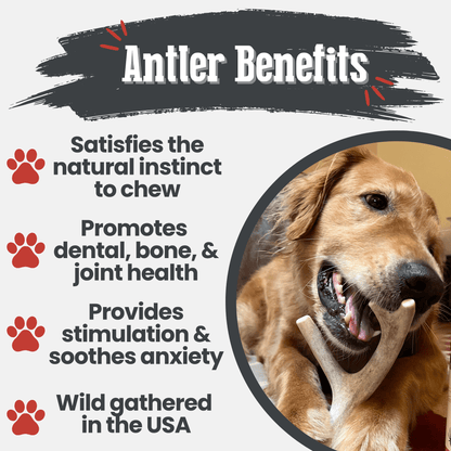 Deer Antler Dog Chews | Organic Chews for Dogs