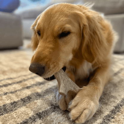 Deer Antler Dog Chews | Organic Chews for Dogs