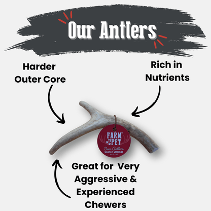 Deer Antler Dog Chews | Organic Chews for Dogs