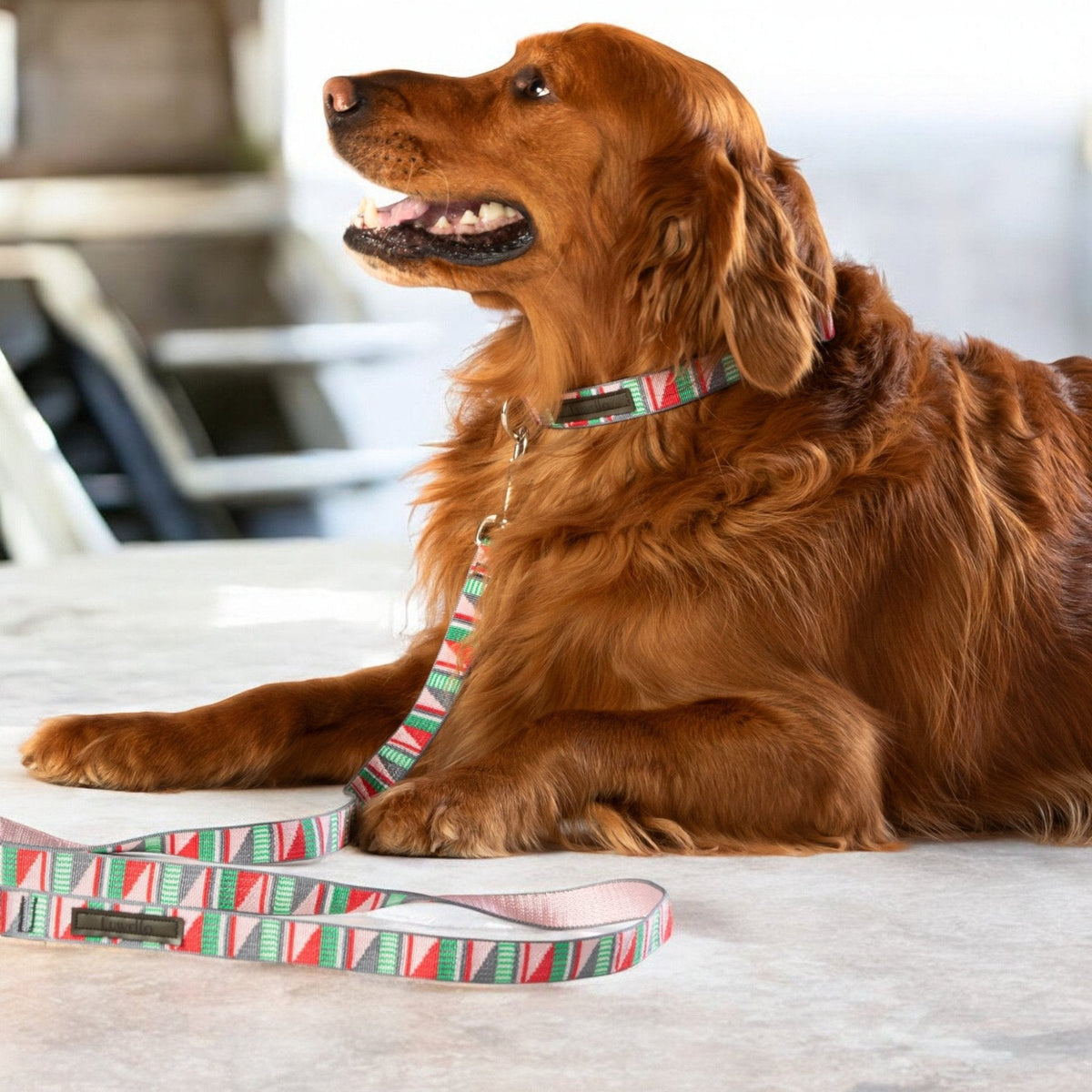 Classic Dog Collar 1''