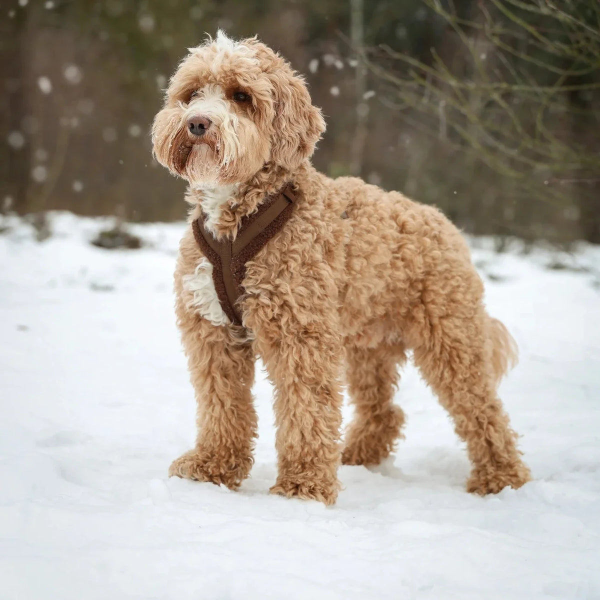 'Lilac' - Sherpa Dog Harness