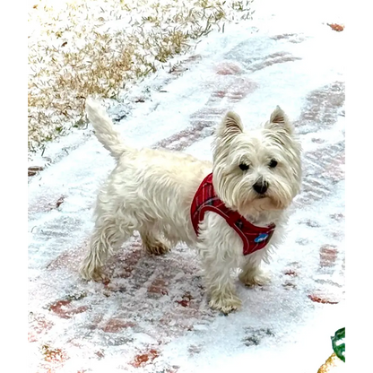 Plush Step In Harness Plaid Red