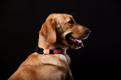 Touchdog ®'Lumiglow' 2-in-1 USB Charging LED Lighting Water-Resistant Dog Leash and Collar